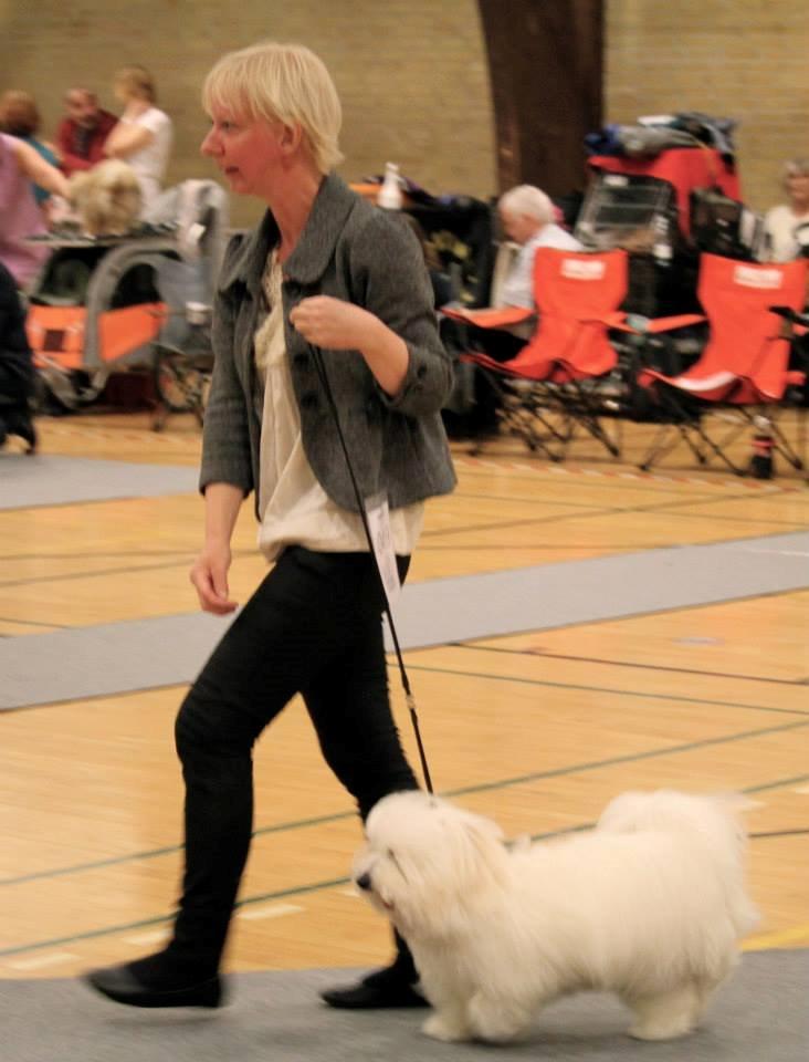 Coton de tulear Janus billede 34