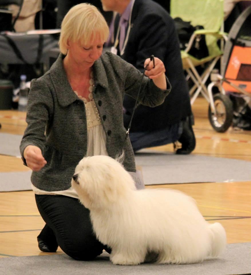 Coton de tulear Janus billede 30