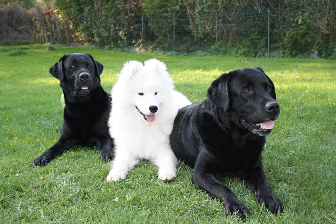 Samojedhund Whitespeciel's Blanc Bijou Raguel (Dexter) billede 26