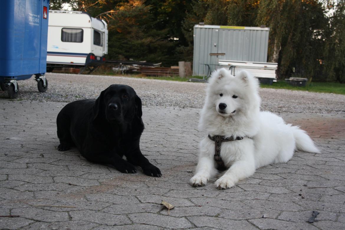 Samojedhund Whitespeciel's Blanc Bijou Raguel (Dexter) billede 18