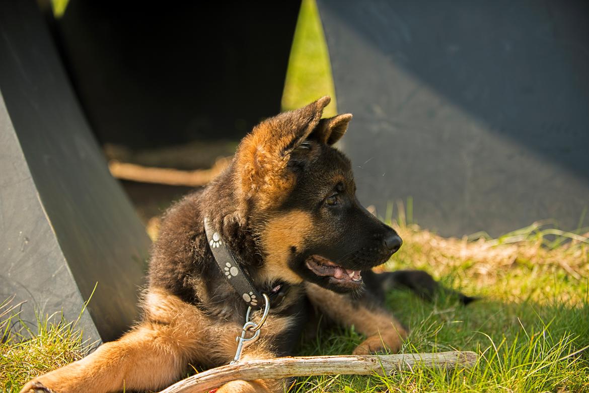 Schæferhund Dexter billede 7
