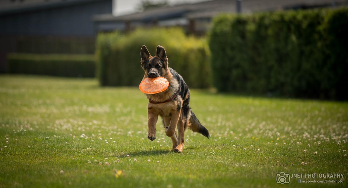 Schæferhund Dexter billede 8
