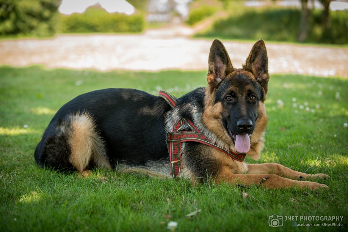 Schæferhund Dexter billede 9