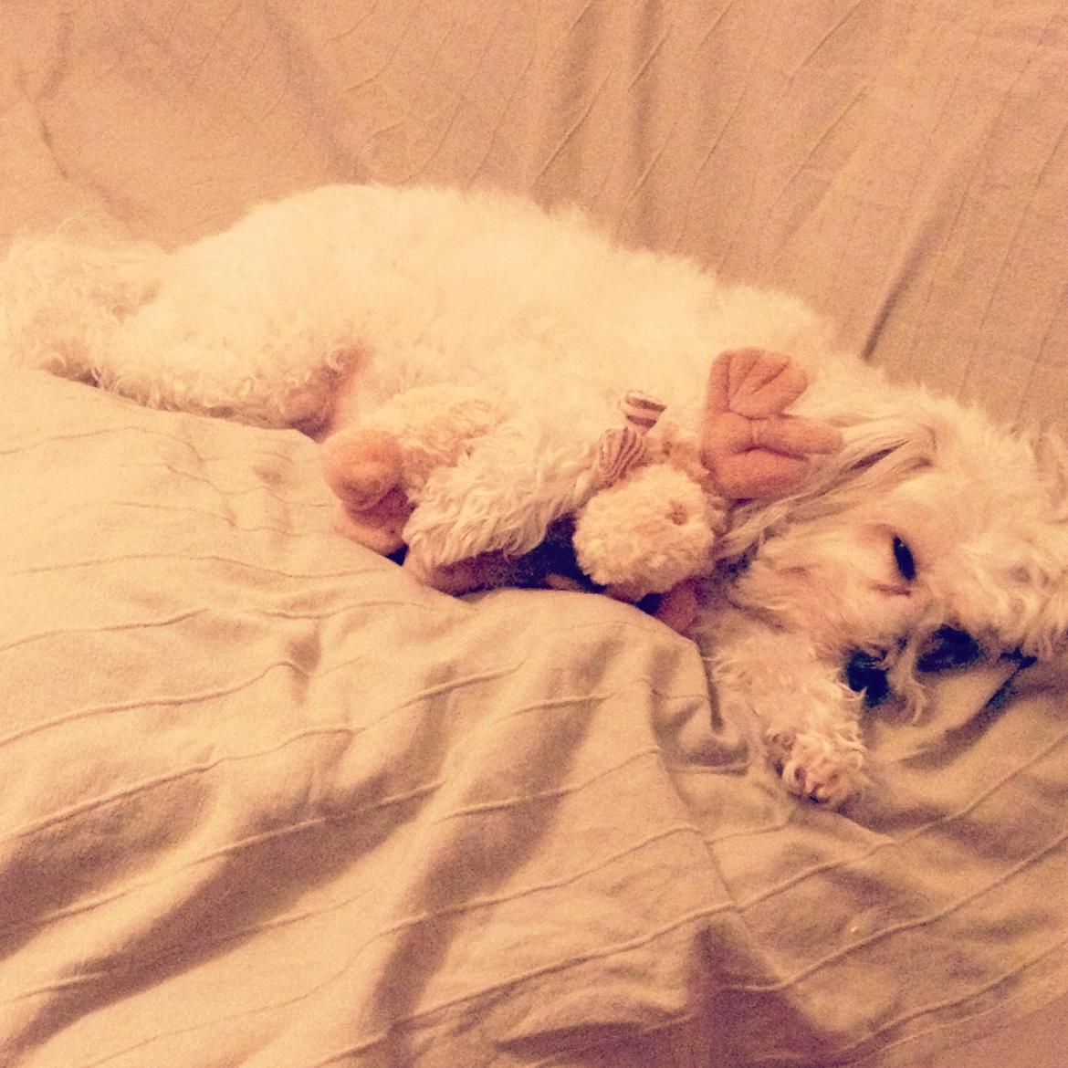 Blanding af racer Carla billede 1