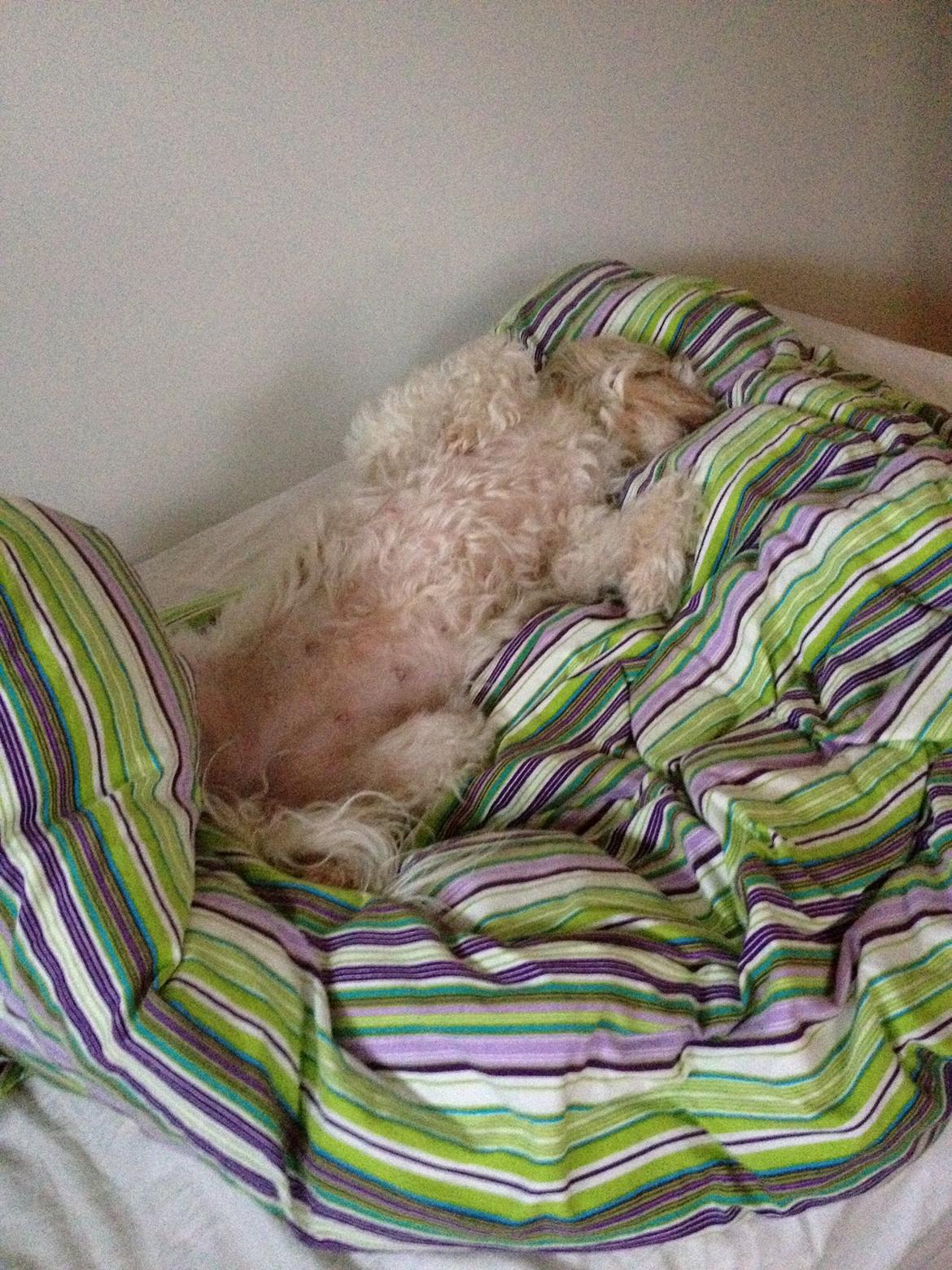 Blanding af racer Carla billede 2