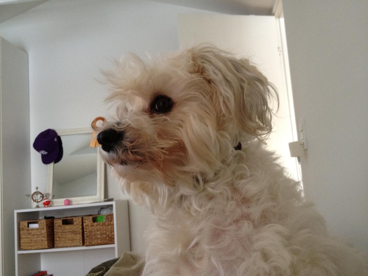 Blanding af racer Carla billede 5