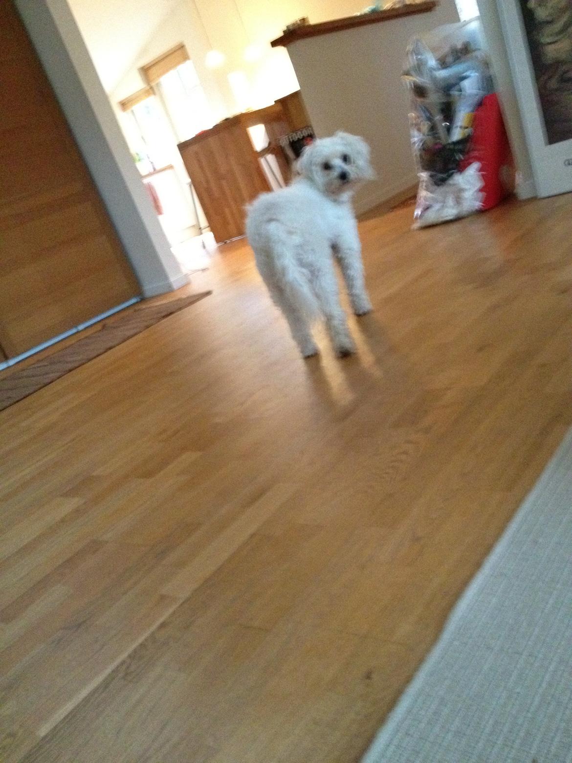 Blanding af racer Carla billede 6