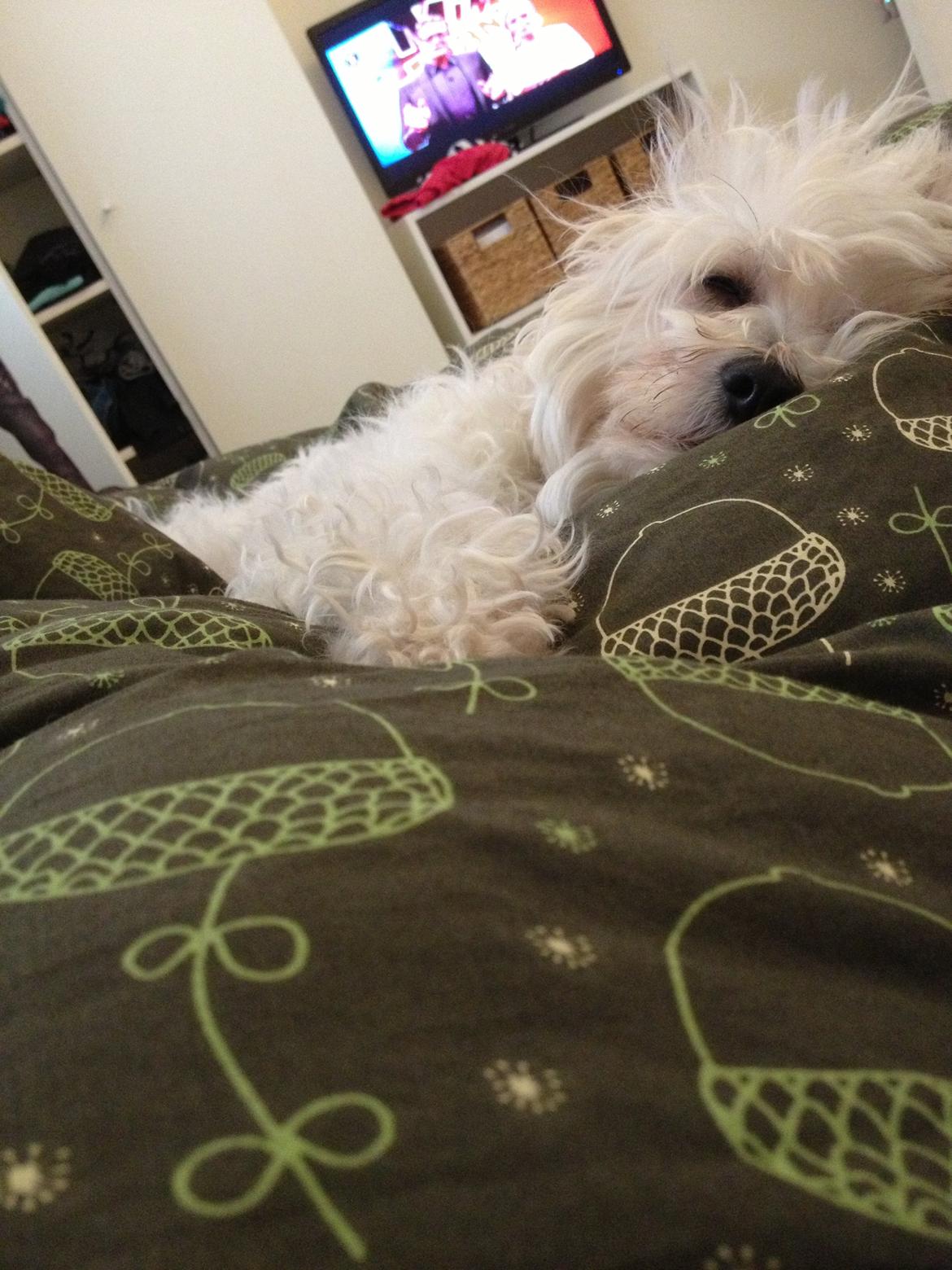 Blanding af racer Carla billede 7