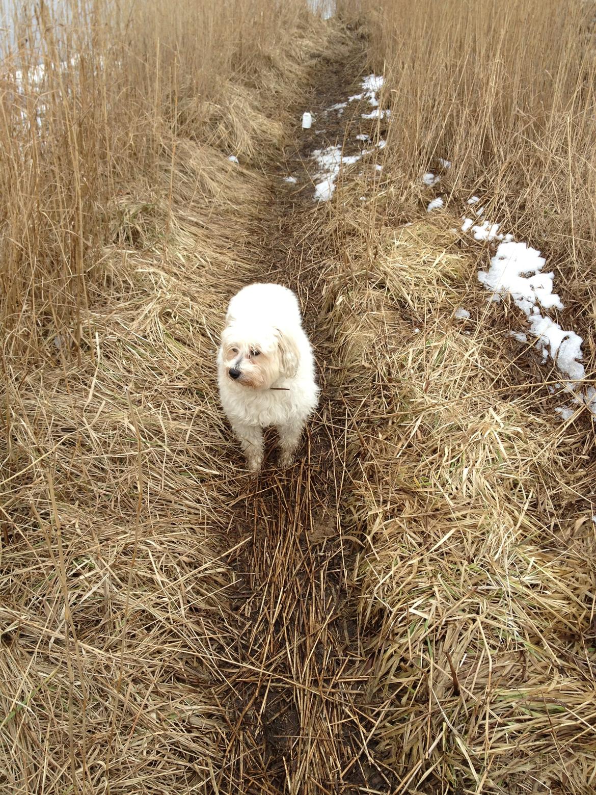 Blanding af racer Carla billede 4