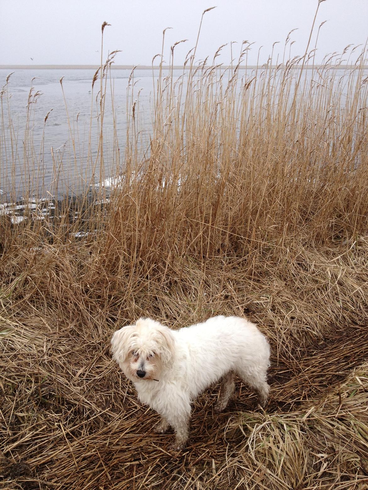 Blanding af racer Carla billede 13