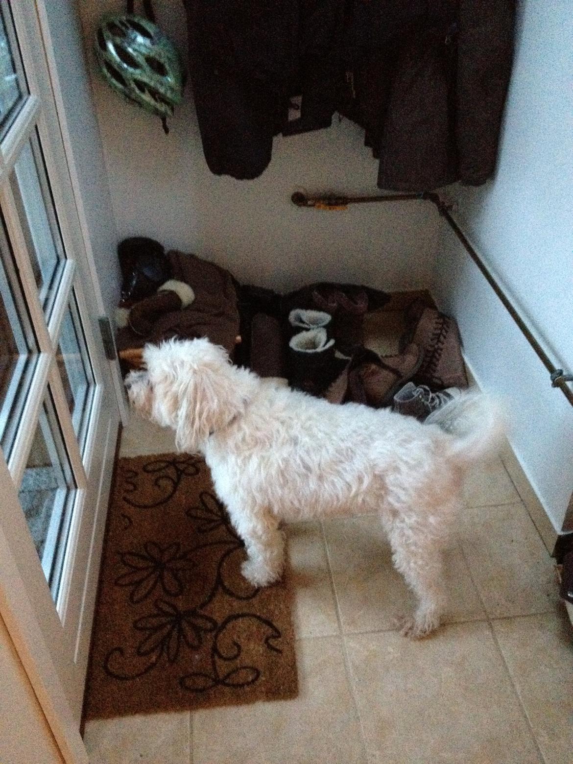 Blanding af racer Carla billede 3