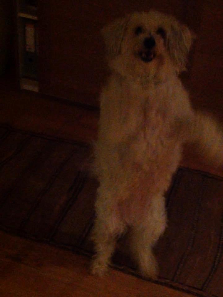 Blanding af racer Carla billede 11