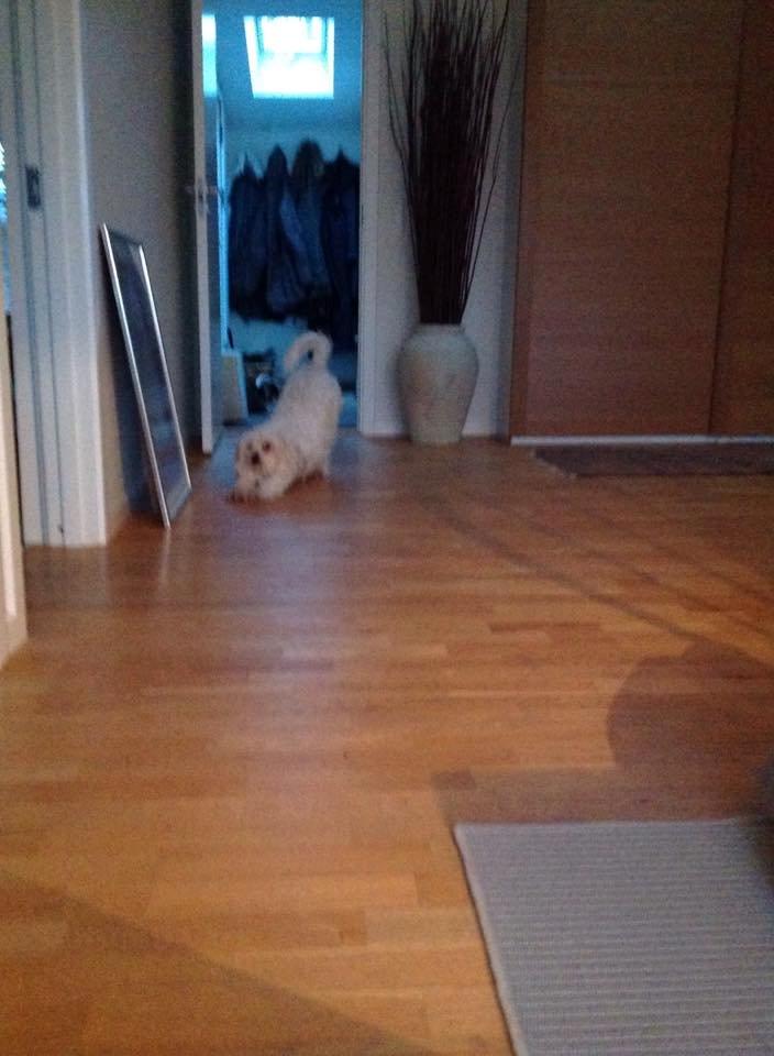 Blanding af racer Carla billede 9