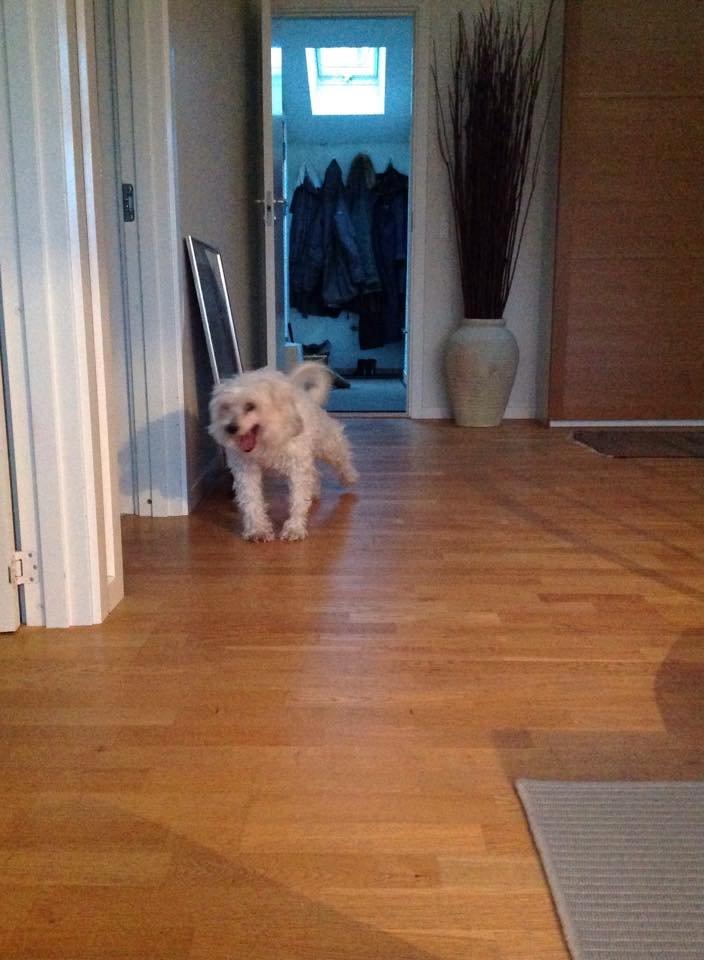 Blanding af racer Carla billede 12