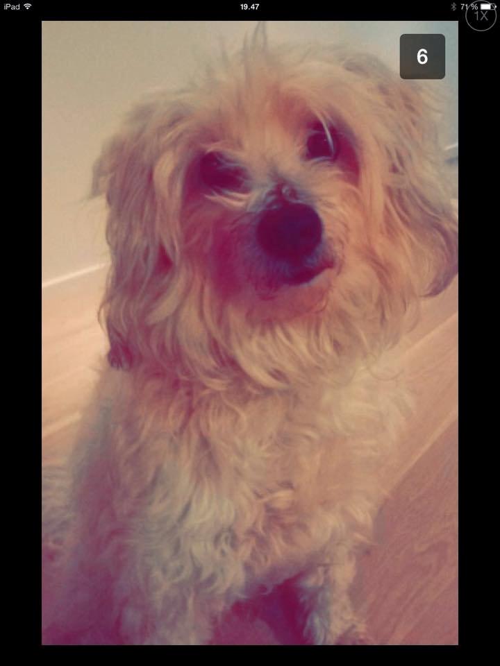 Blanding af racer Carla billede 14