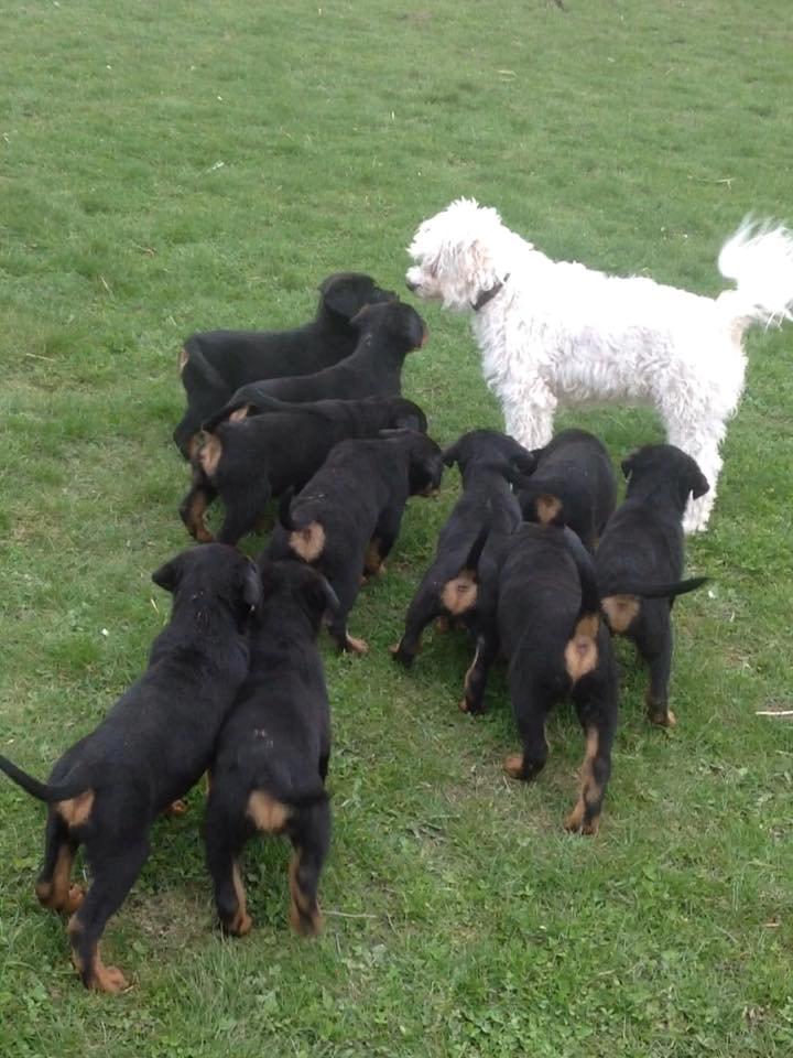 Blanding af racer Carla billede 8