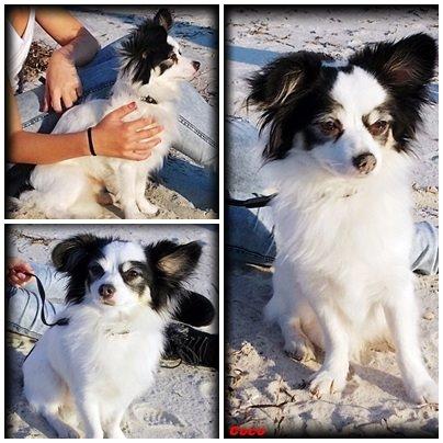 Blanding af racer Coco billede 2