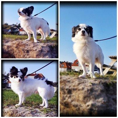 Blanding af racer Coco billede 4