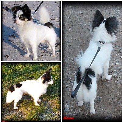 Blanding af racer Coco billede 3