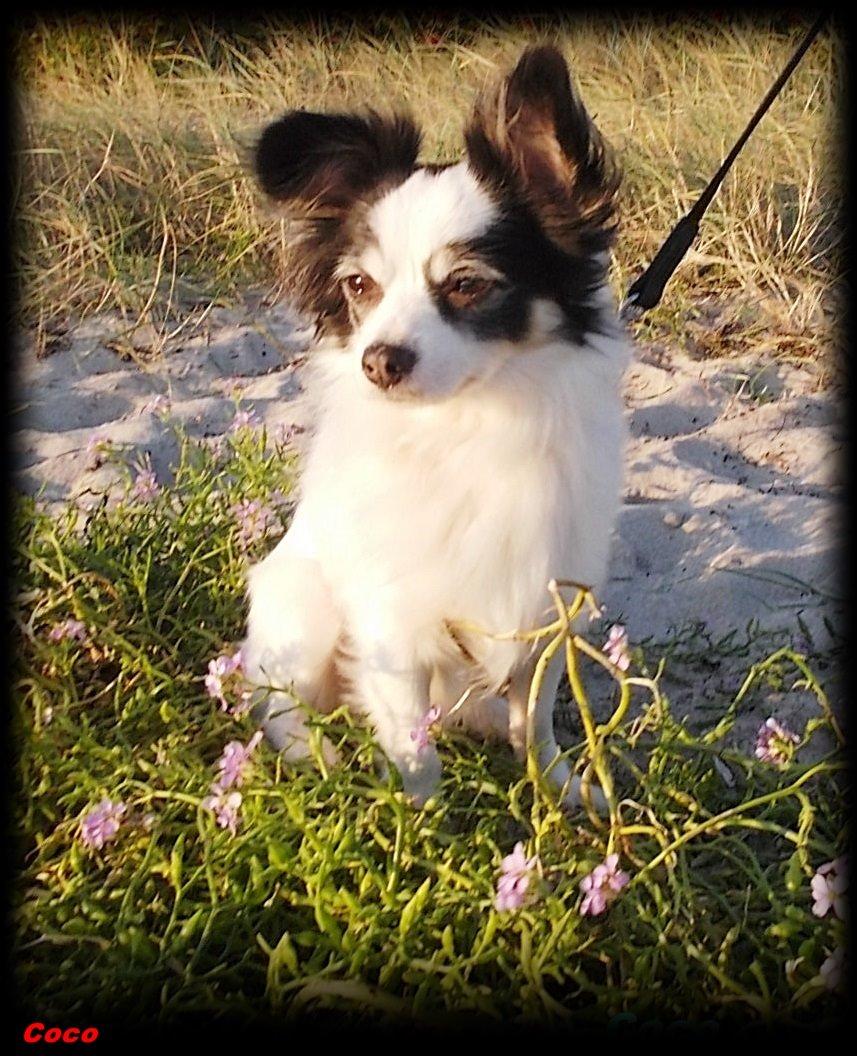 Blanding af racer Coco billede 1