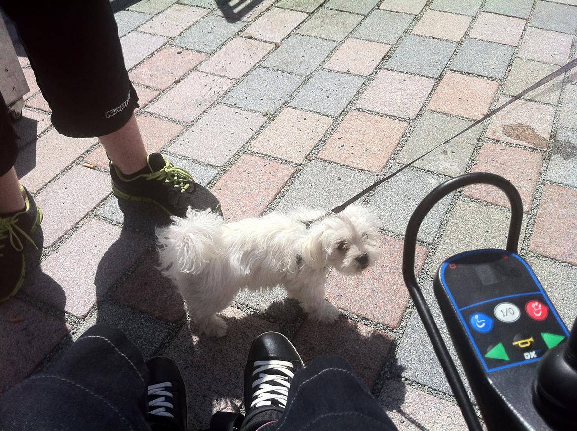 Malteser balou billede 2