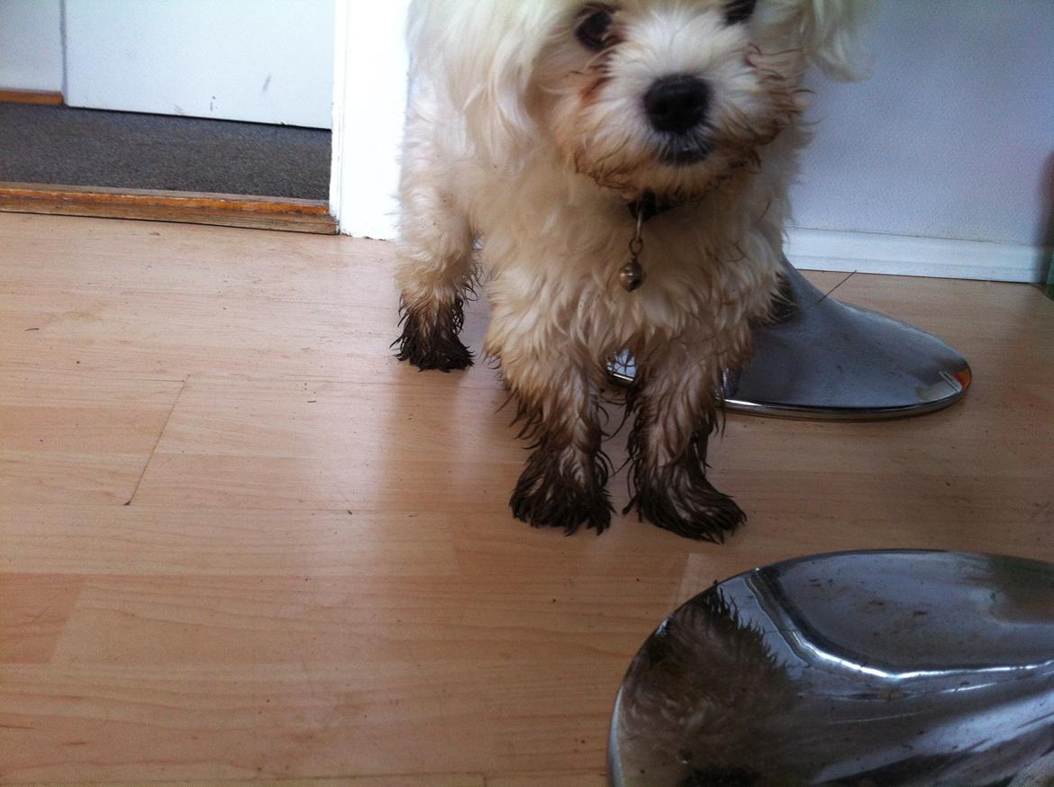 Malteser balou billede 4