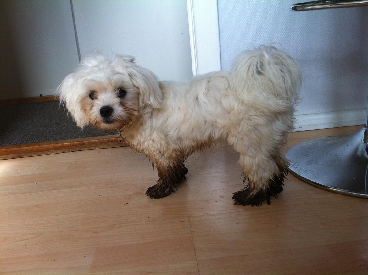 Malteser balou billede 5