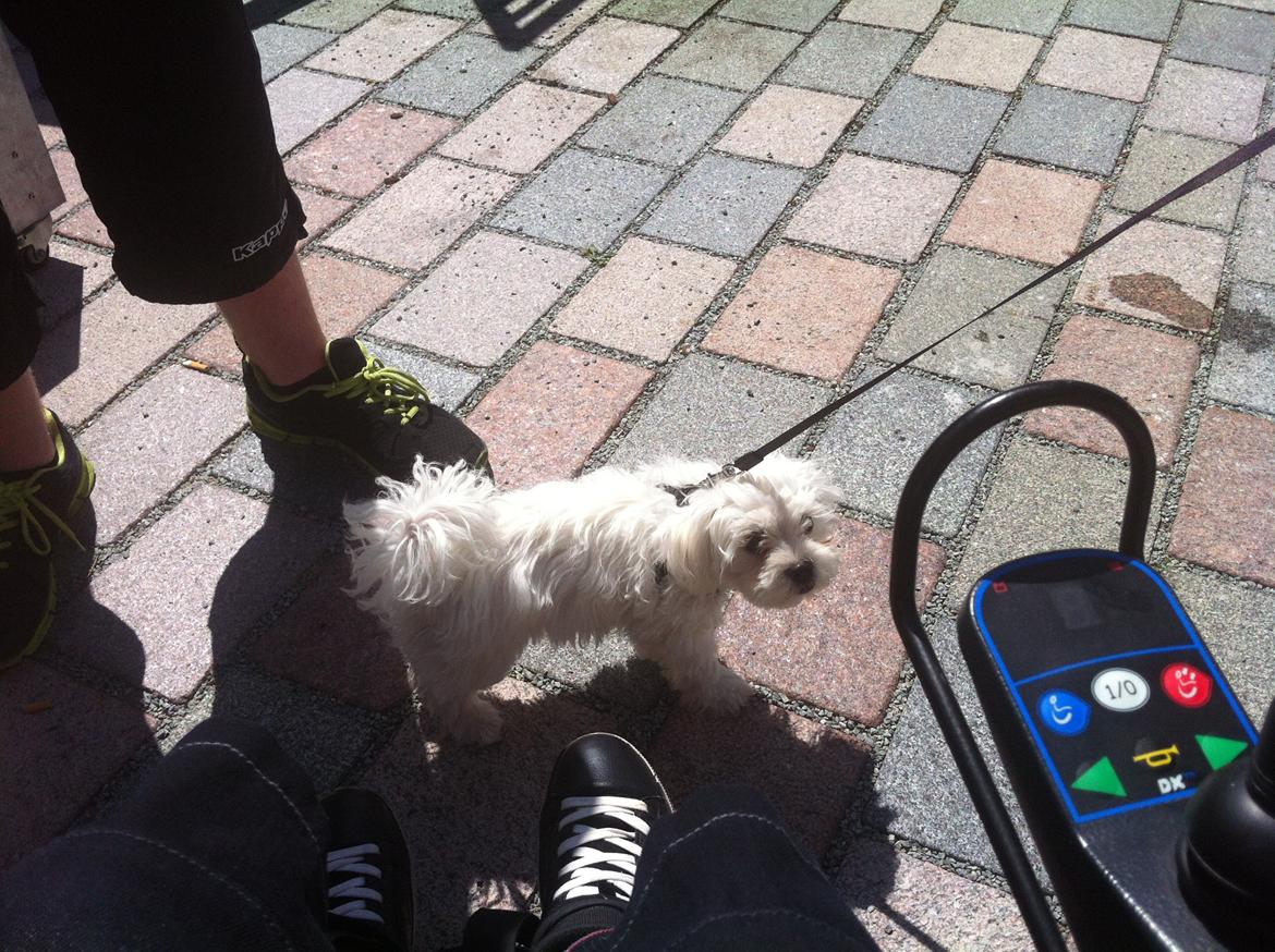 Malteser balou billede 1