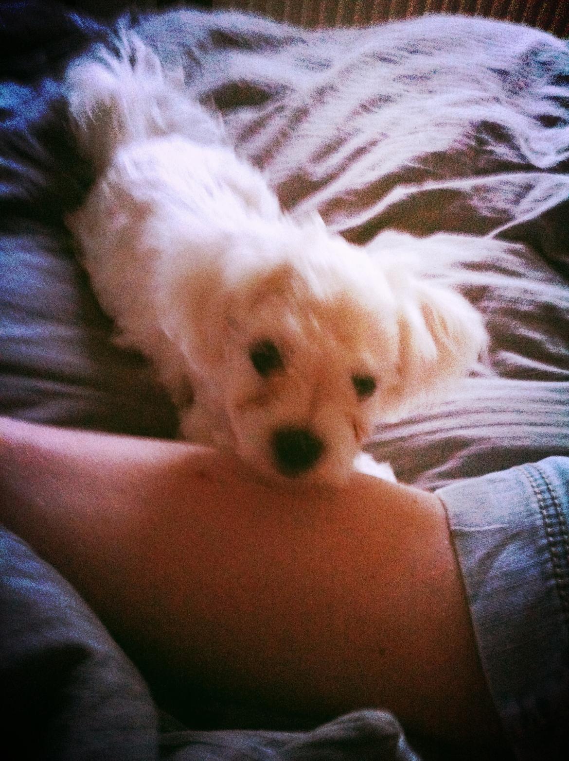 Malteser balou billede 3