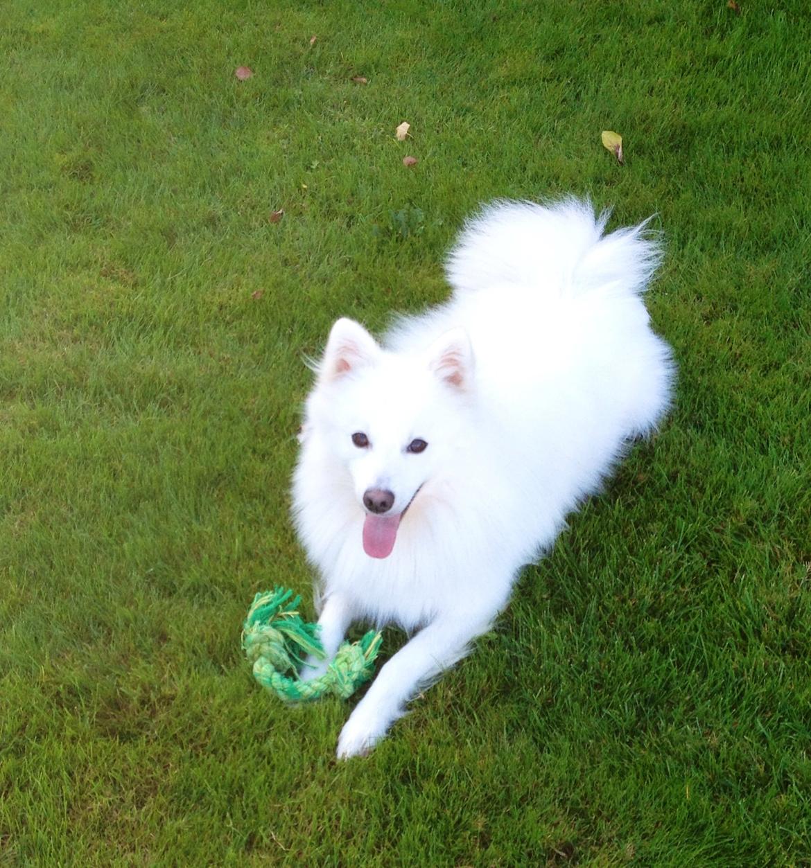 Japansk spids Kenzo billede 12