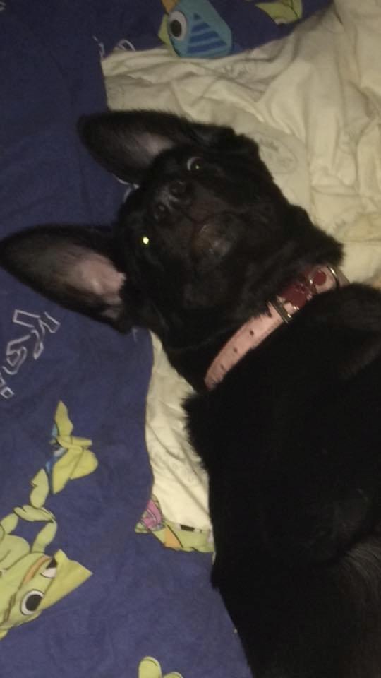 Blanding af racer Freya billede 15