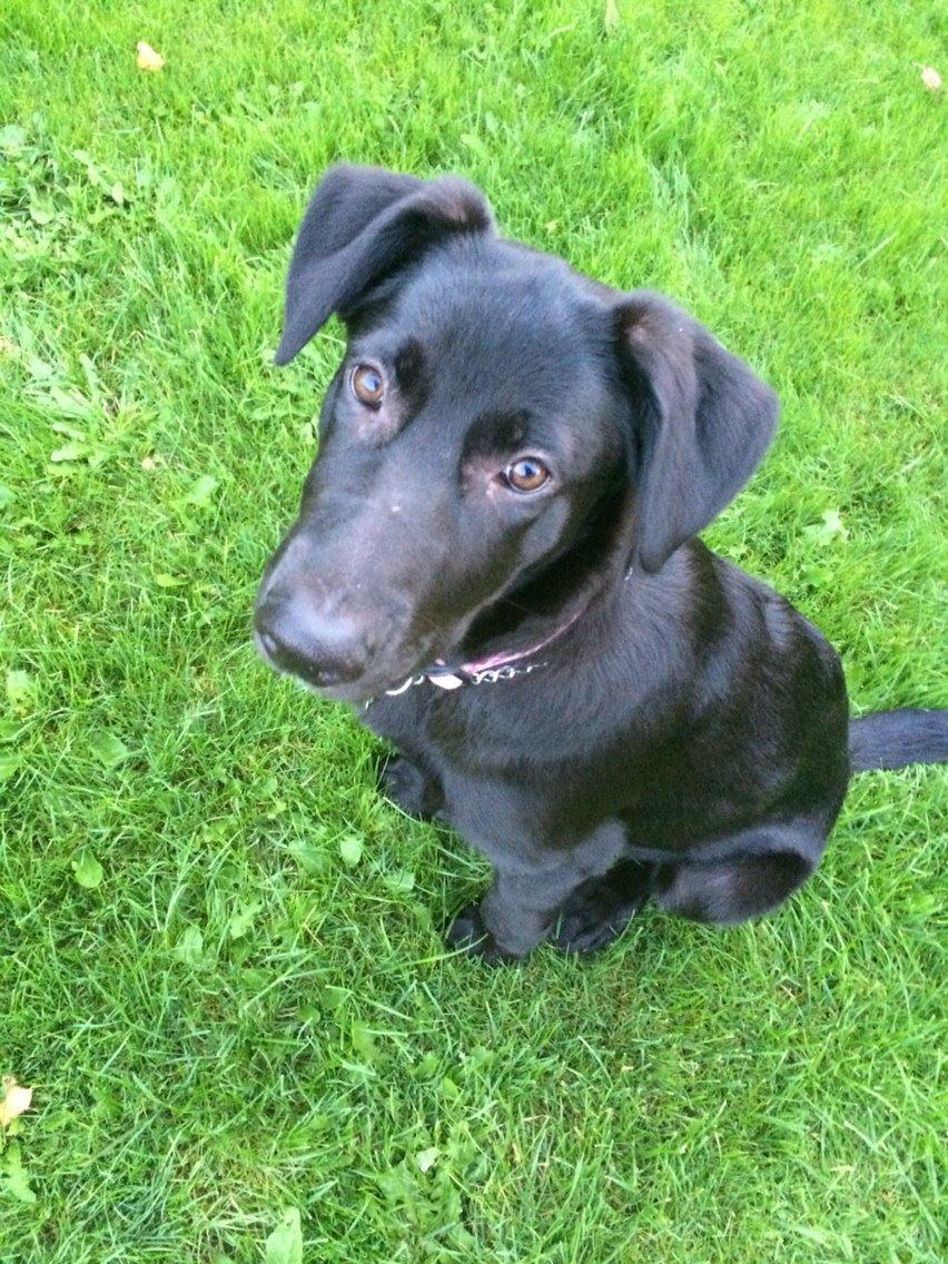 Blanding af racer Freya billede 16