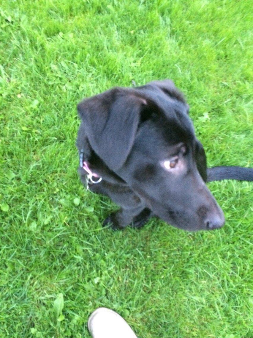 Blanding af racer Freya billede 17