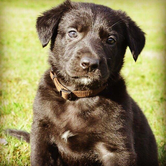 Blanding af racer Freya billede 18