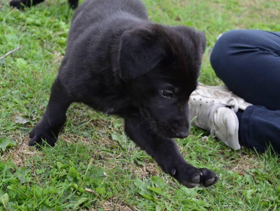 Blanding af racer Freya billede 19