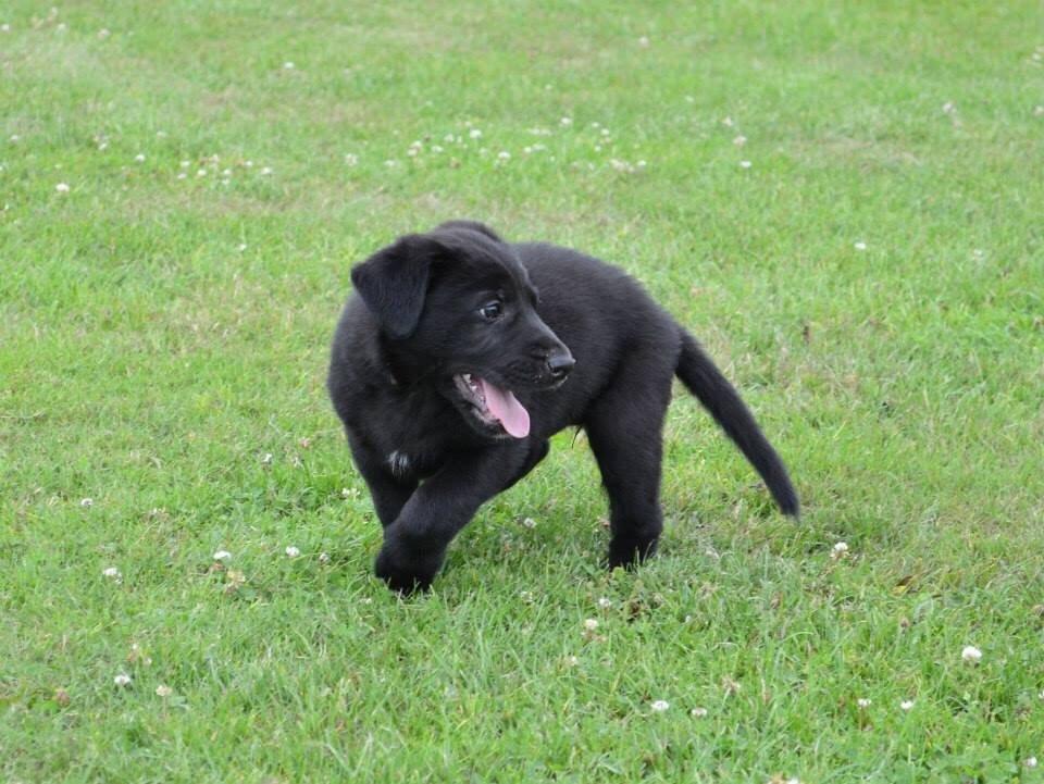 Blanding af racer Freya billede 20