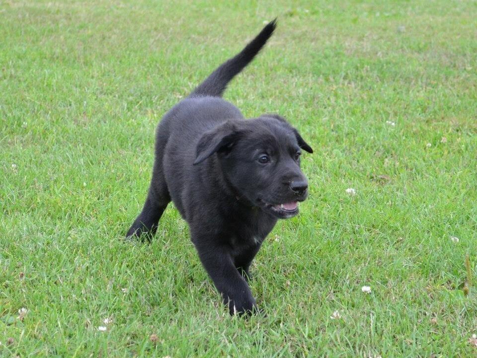 Blanding af racer Freya billede 21