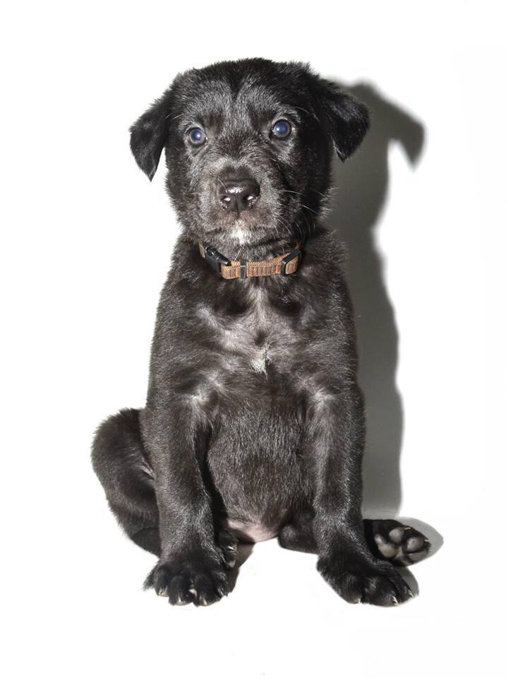 Blanding af racer Freya billede 22