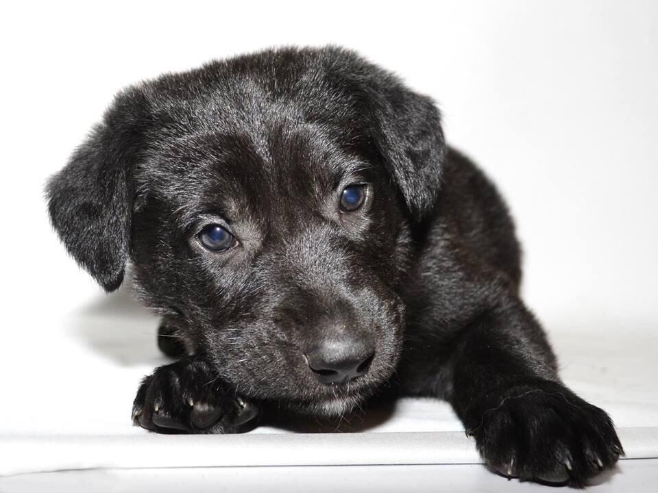 Blanding af racer Freya billede 23