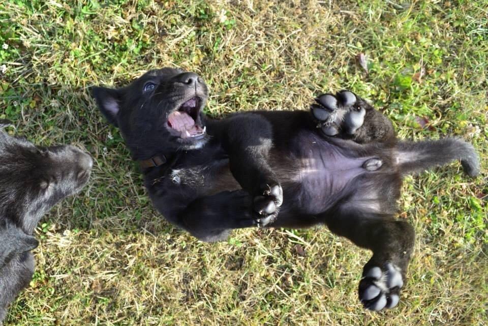 Blanding af racer Freya billede 24