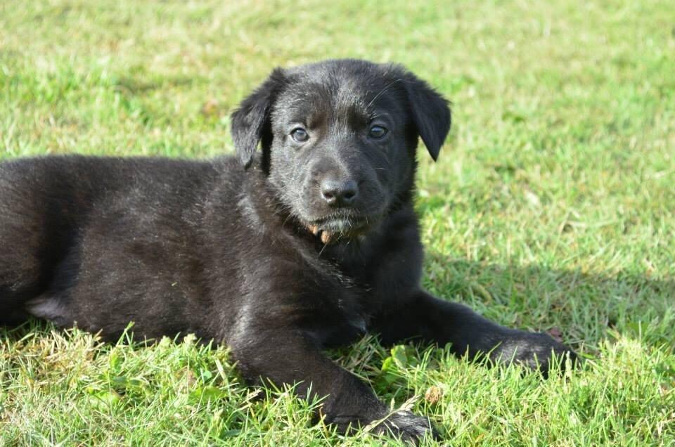 Blanding af racer Freya billede 25