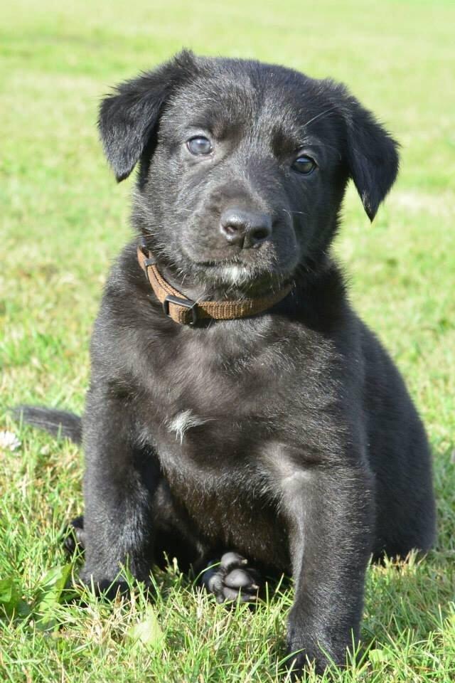 Blanding af racer Freya billede 26