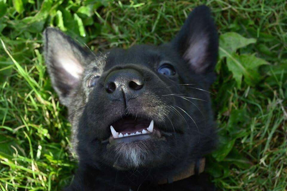 Blanding af racer Freya billede 27