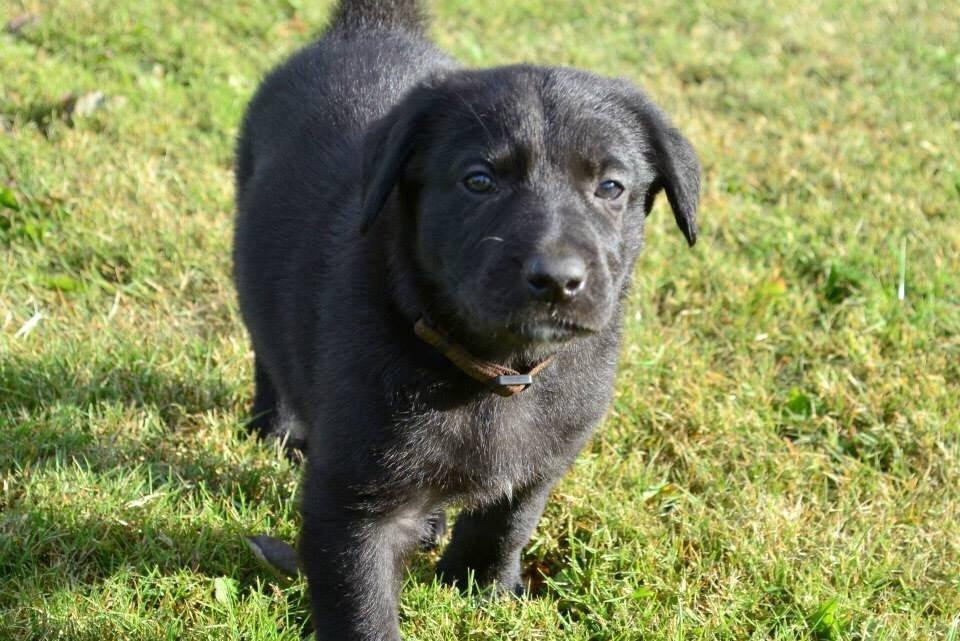 Blanding af racer Freya billede 28