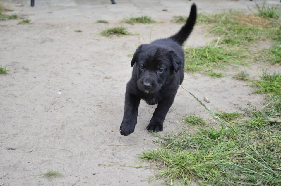 Blanding af racer Freya billede 31