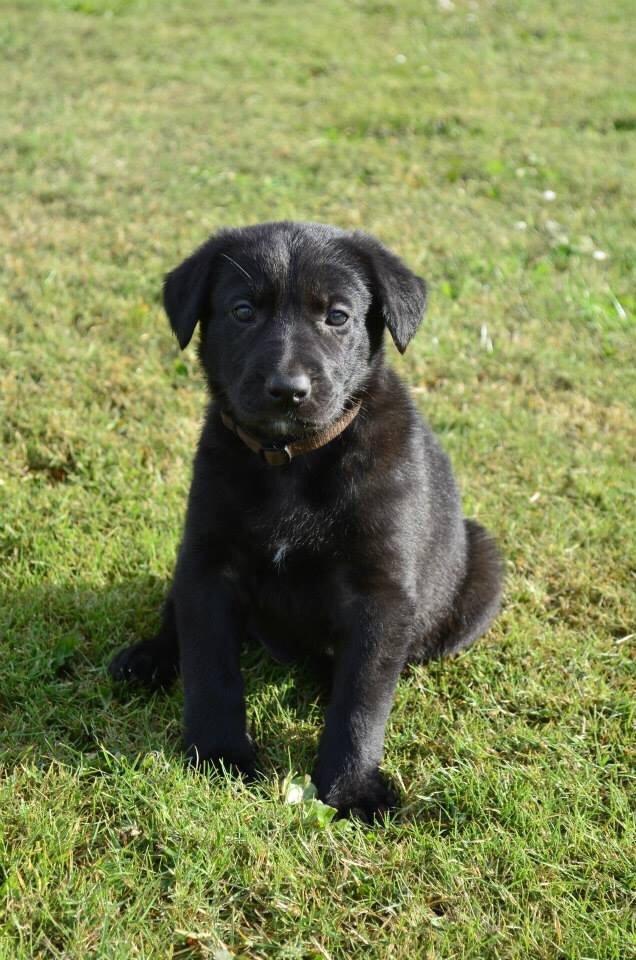 Blanding af racer Freya billede 29