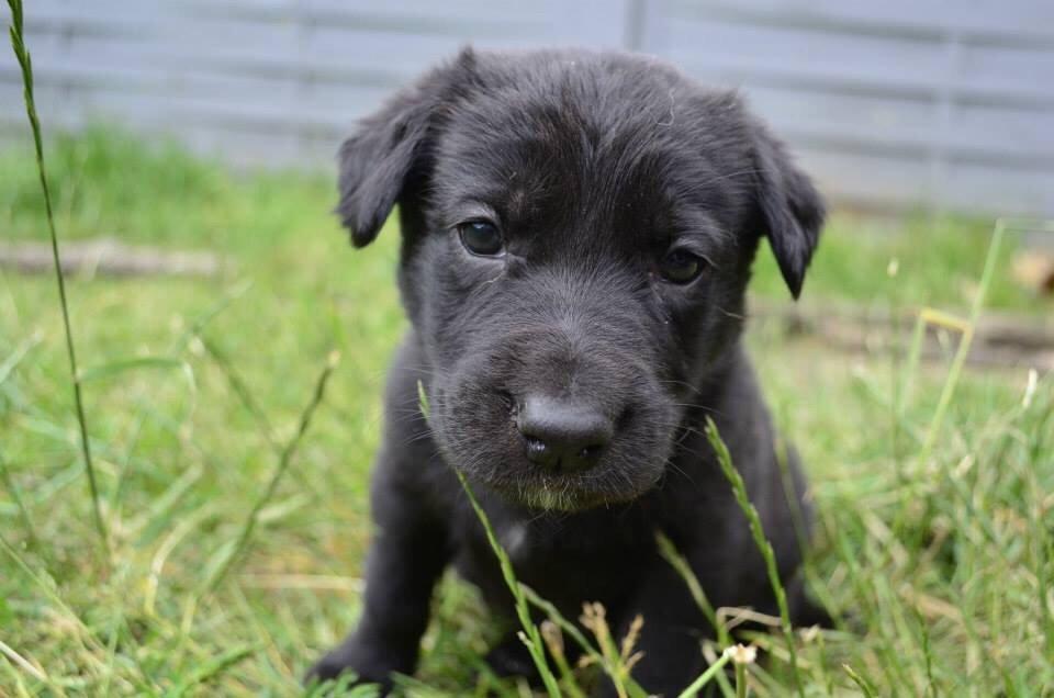 Blanding af racer Freya billede 34