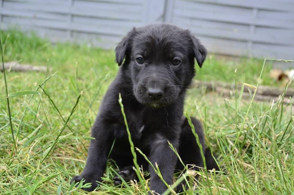 Blanding af racer Freya billede 32