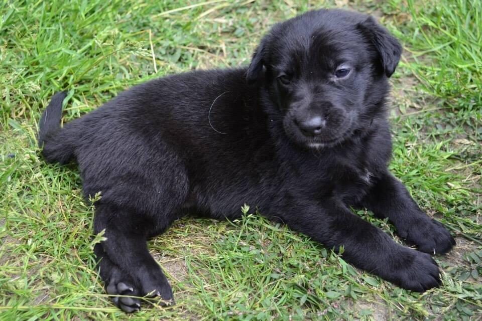 Blanding af racer Freya billede 37