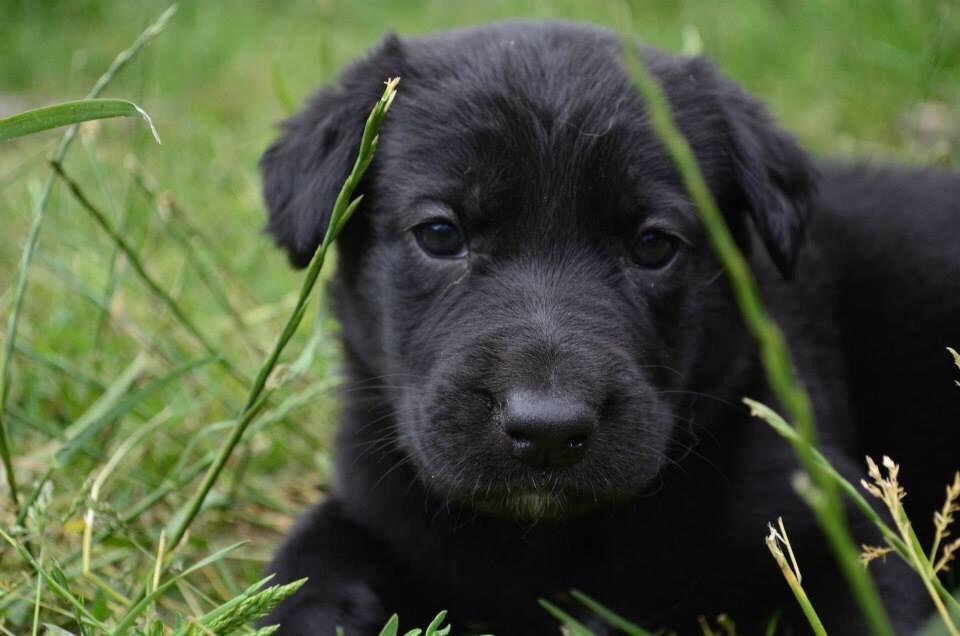 Blanding af racer Freya billede 41